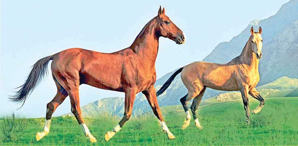 Ösüşleriň badynda Bedew