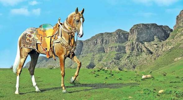 HALK DÖREDİJİLİGİNDE AHALTEKE BEDEWLERIŇ WASPY