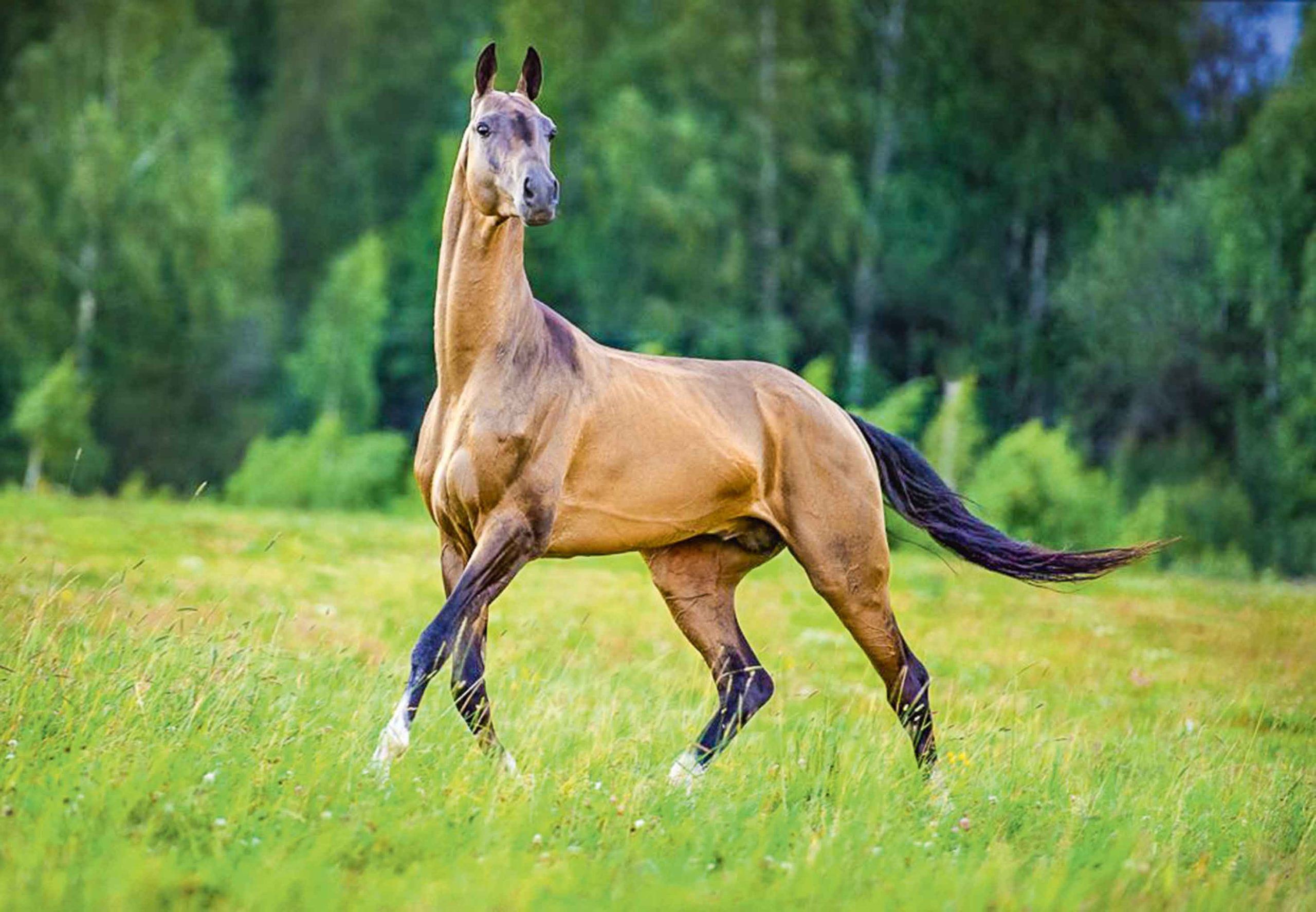 Türkmen topragynda dörän gymmatlyk
